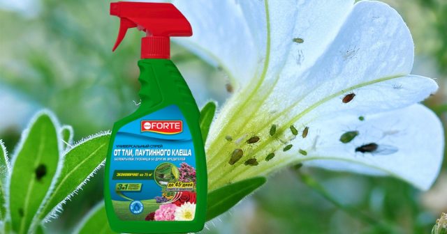 Если вредители были отмечены на растениях, необходимо сразу же, не затягивая, провести обработку спреем Bona Forte.