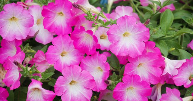 В большинстве случаев после корректировок петунии достаточно быстро восстанавливаются и зацветают.