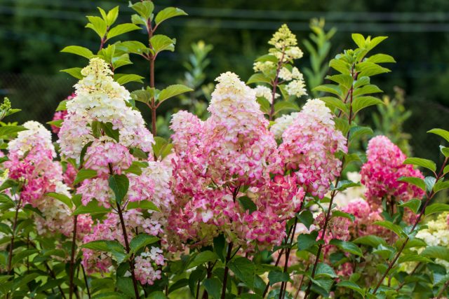 Секреты обильного цветения гортензий — как насладиться пышными соцветиями.