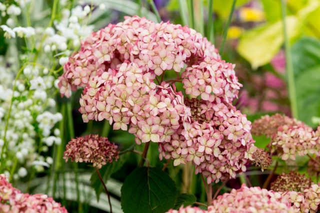 Древовидные гортензии известны огромными, сферическими соцветиями белого и розового цвета.