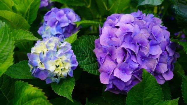 Группа крупнолистных гортензий (Hydrangea macrophylla) и ее ближайшие родственники, гортензия дуболистная (H. quercifolia), гортензия плетистая (H. anomala ssp. petiolaris) и гортензия пильчатая (H. serrata) могут представлять наибольшую проблему.
