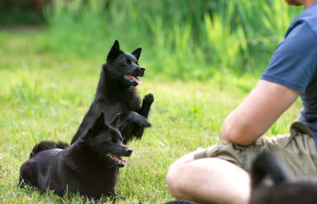 Топ 10 компактных пород собак, которые не дадут хозяина в обиду.