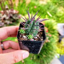 Молочай ужасный (Euphorbia ferox).
