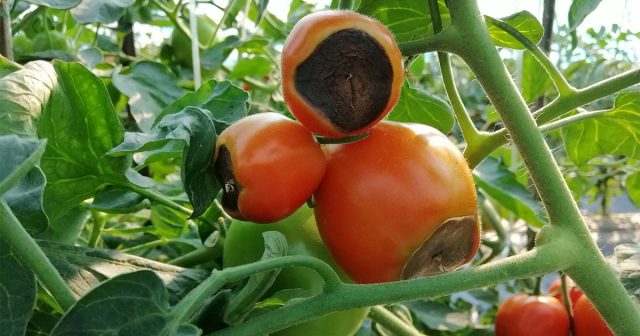 Вершинная гниль томатов: как распознать заболевание и спасти урожай. Вершинная гниль томатов: как распознать заболевание и спасти урожай.