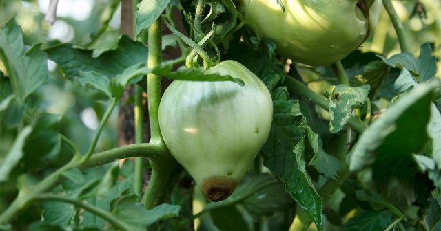 Существенные колебания (суточные или многодневные) вызывают сильный стресс у растений. Существенные колебания (суточные или многодневные) вызывают сильный стресс у растений.