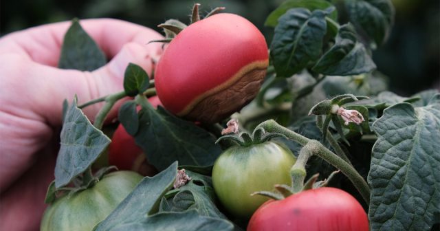 На кусте плоды на одних ветвях могут поражаться вершинкой, а на других нет. На кусте плоды на одних ветвях могут поражаться вершинкой, а на других нет.