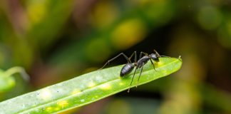 Вся правда о муравьях, или Зачем на них клевещут - Вредители и болезни Вся правда о муравьях, или Зачем на них клевещут.