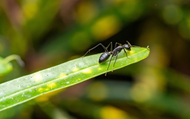 Вся правда о муравьях, или Зачем на них клевещут. Вся правда о муравьях, или Зачем на них клевещут.