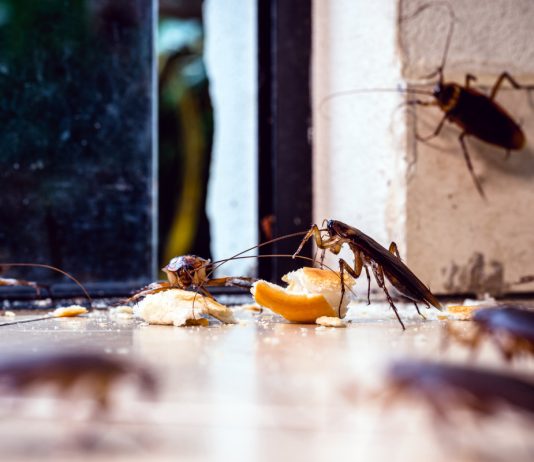 Выгоняем тараканов и других паразитов из квартиры без шанса на возвращение - ООО «Ваше Хозяйство» Выгоняем тараканов и других паразитов из квартиры без шанса на возвращение.