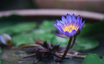 Выращиваем настоящий лотос в квартире — проще, чем кажется Выращиваем настоящий лотос в квартире — проще, чем кажется.