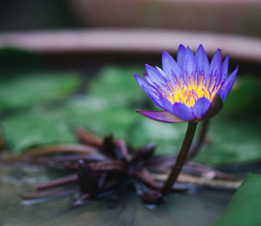Выращиваем настоящий лотос в квартире — проще, чем кажется.