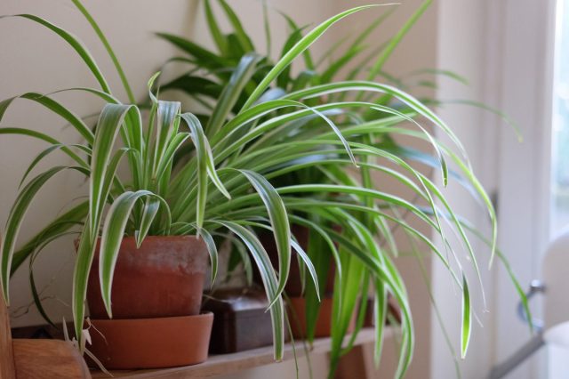 Хлорофитум (Chlorophytum) – неприхотливое комнатное растение с длинными листьями, собранными в прикорневую розетку. Хлорофитум не боится переливов и не требует сложного ухода, что делает его прекрасным вариантом для офиса. 