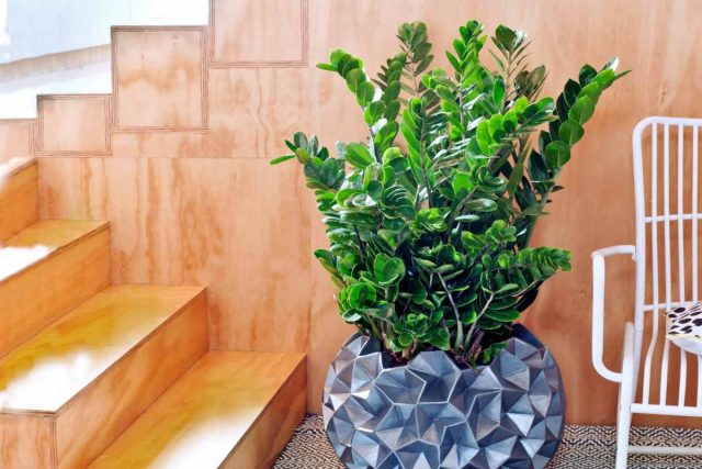 Замиокулькас (Zamioculcas) часто называют «долларовым деревом». Он не требует частых поливов, терпит частичное затенение и сквозняки, а вот избыток воды ему противопоказан. 
