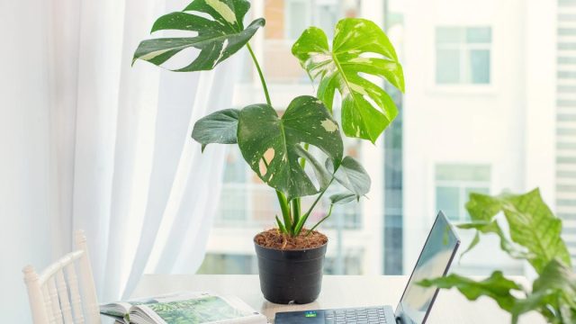 Монстера (Monstera) – эффектный экзот с крупными, рассеченными листьями. Может расти в условиях недостаточного освещения, поливать его нужно примерно раз в неделю. 