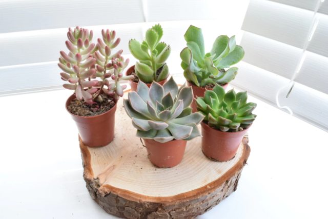 Эхеверия (Echeveria) – неприхотливый суккулент, являющийся родственником денежного дерева. Будет хорошо себя чувствовать на любом подоконнике, кроме того, что выходит на северную сторону. Её не пугают сухой воздух и редкие поливы, а вот застоя влаги в почве она не любит. 