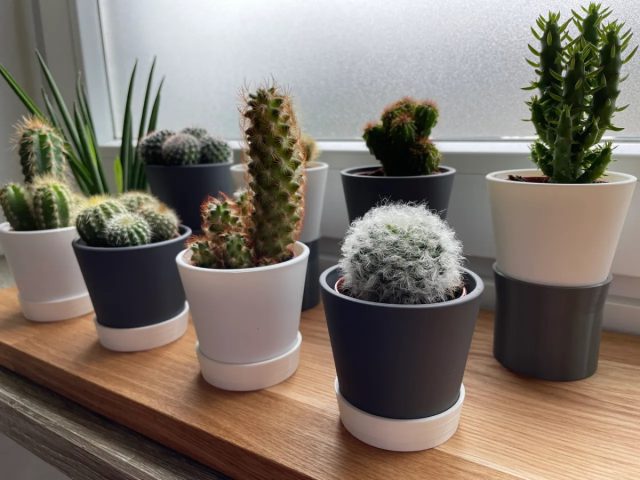 Кактус (Cactaceae) идеально подходит для офисов. Он великолепно обходится длительное время без поливов, его не пугают сухой воздух в помещении и редкие подкормки.