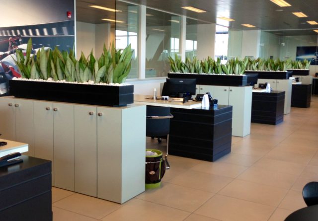 За длинные, заострённые листья сансевиерию (Sansevieria) прозвали «щучий хвост» и «тёщин язык». Это одно из самых «неубиваемых» растений для офиса.