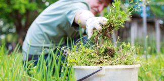 Бесконечная борьба с сорняками: как сделать ее эффективнее и проще - Овощи Бесконечная борьба с сорняками: как сделать ее эффективнее и проще.