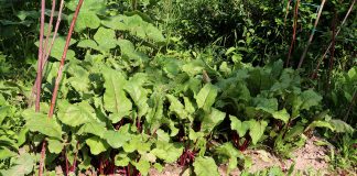 Чем подкормить свеклу во второй половине лета.