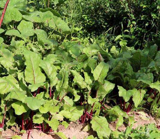 Чем подкормить свеклу во второй половине лета.