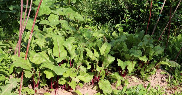 Чем подкормить свеклу во второй половине лета.