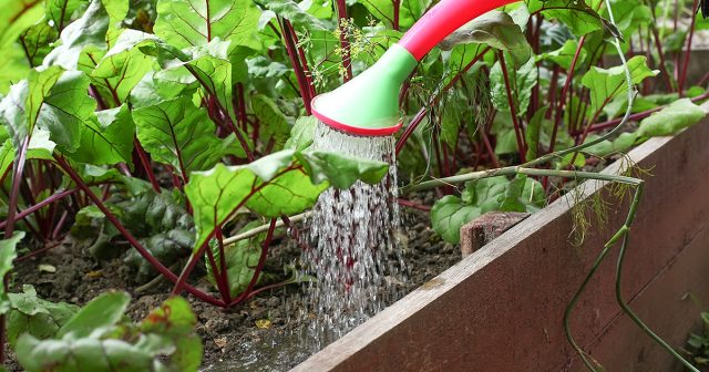 Дрожжи, сами по себе, подкормкой не являются, они лишь могут улучшить микробиологический фон почвы и несколько ускорить минерализацию уже внесённой органики.