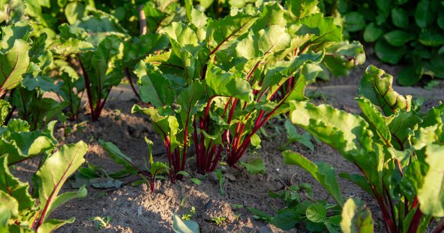 В таких стрессовых условиях или сразу после них хорошо себя показывают комплексные удобрения с аминокислотами.