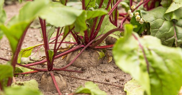 И ещё одно важное уточнение – основное питание свёкла получает при корневых подкормках.
