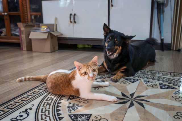 Что делать, если питомцы не уживаются друг с другом?