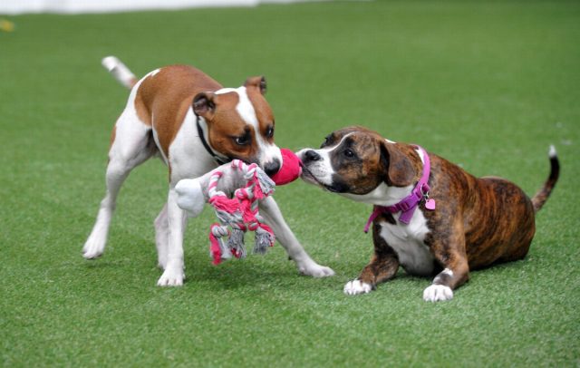 Если один из питомцев будет чем-то обделён, это приведёт к борьбе за предметы и игрушки.