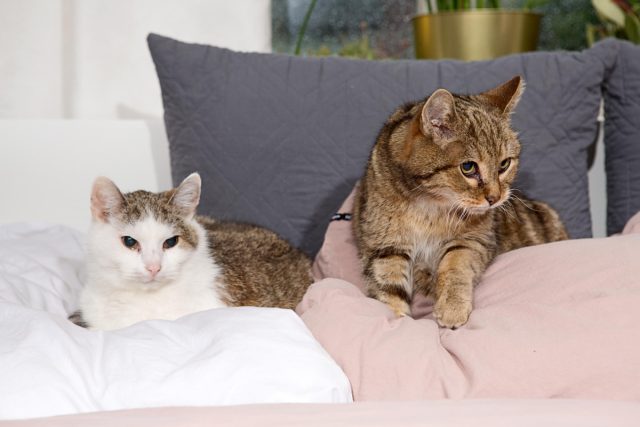 Рано или поздно животные поймут, что дружить выгодно им обоим, если они получают за свою дружбу вкусняшки.