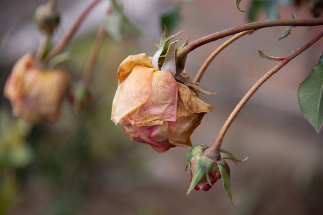 Что делать, если розы внезапно начали увядать и гибнуть?