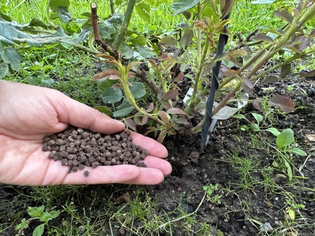 Гуминовые удобрения помогают розам цвести дольше и пышнее, чтобы украшать ваш любимый сад.