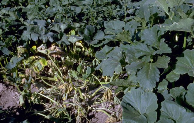 Бактериальное увядание (Erwinia tracheiphila) вызывает проблемы с сосудами у растения и приводит к потере тургора листьев.