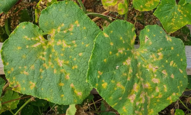Если вы заметили на листьях светло-желтые или коричневые пятна, имеющие угловатую форму, велика вероятность, что это ложная мучнистая роса, разновидность грибка P. Cubensis. 