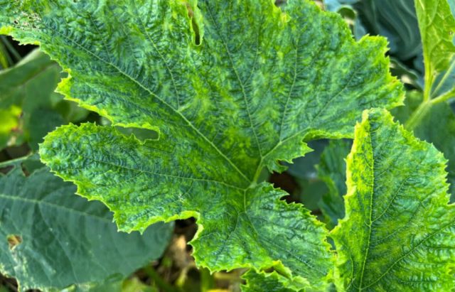 Вирус мозаики кабачков проявляется по-разному. Листья могут иметь желтый мозаичный рисунок, быть маленькими или деформированными.