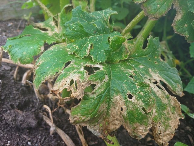 На этом этапе лучше всего удалить поврежденные листы и поискать подсказки на менее поврежденных листьях, стебле или плодах растения, чтобы определить, что беспокоит растение.