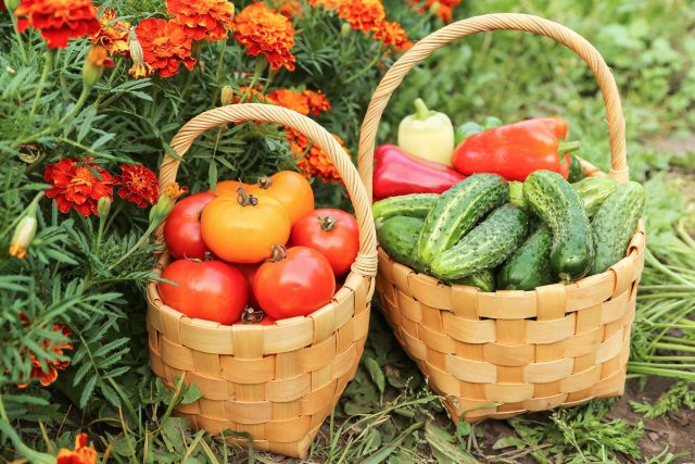 Что нельзя делать садоводам и огородникам в июле