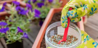 Что необходимо знать о летних подкормках и как повысить их эффективность.