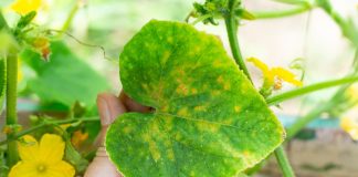 Что нужно знать о вирусах в садоводстве? Опасности и возможности патогенов - Вредители и болезни Что нужно знать о вирусах в садоводстве? Опасности и возможности патогенов