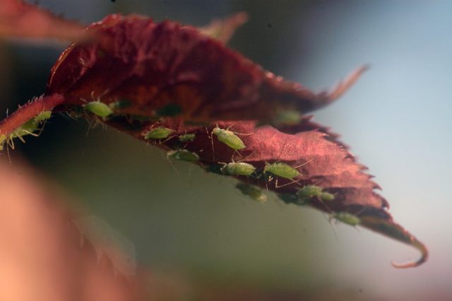 Как правило, переносчиками являются листогрызущие насекомые и те, что питаются соками растений. Как правило, переносчиками являются листогрызущие насекомые и те, что питаются соками растений.