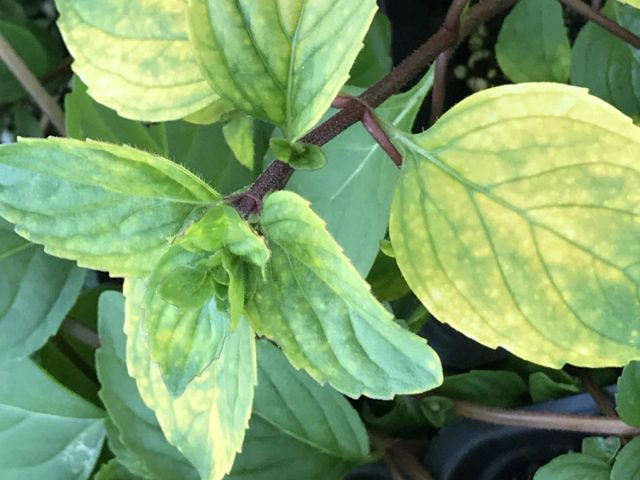 Красивую окраску листьев, состоящую из жёлтых пятен и жилок, демонстрируют сорта мяты «Голден Джинджер Минт» ('Golden Ginger Mint') и «Эмеральд Минт» ('Emerald Mint'). Красивую окраску листьев, состоящую из жёлтых пятен и жилок, демонстрируют сорта мяты «Голден Джинджер Минт» ('Golden Ginger Mint') и «Эмеральд Минт» ('Emerald Mint').