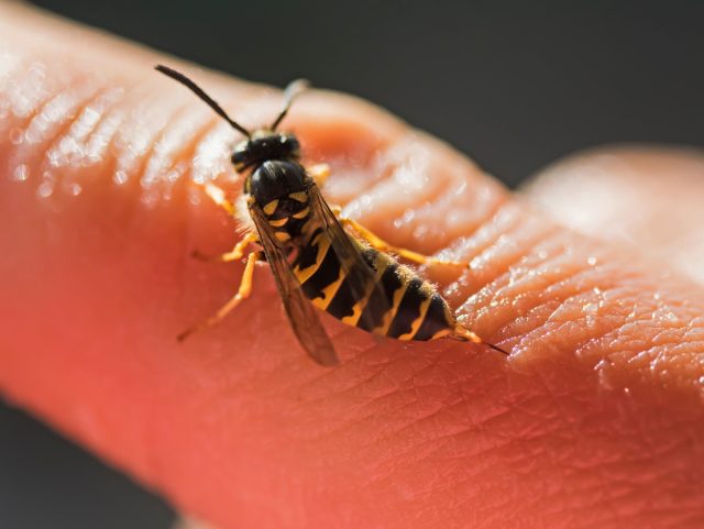 Причём у ос жало представляет собой острую и гладкую хитиновую иглу, которую они могут вытаскивать из ранки и использовать снова.