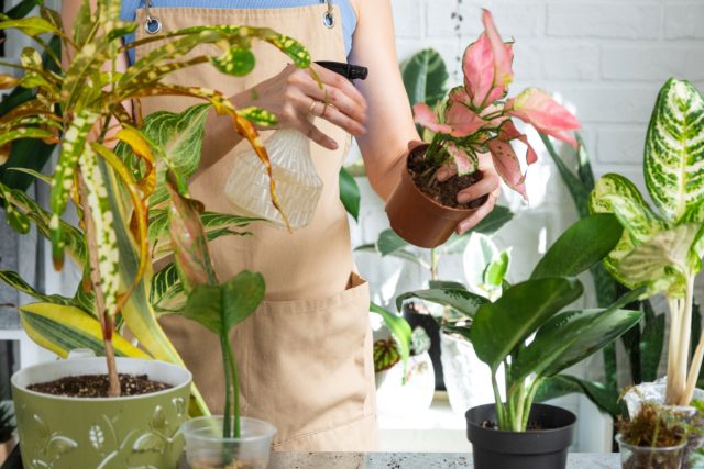 Чтобы комнатные растения не болели — профилактика для всех