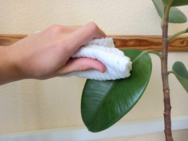 Листья нужно периодически протирать мягкой влажной тканью – это не только улучшает их внешний вид, но и способствует лучшему дыханию.