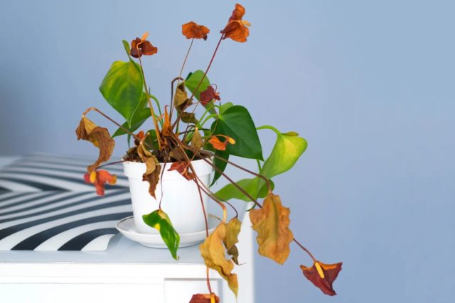 Если растение заболело, действуйте системно: изолируйте его, чтобы избежать распространения патогенов, сфотографируйте повреждения и проконсультируйтесь со специалистом.