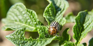Главные ошибки при борьбе с колорадским жуком.