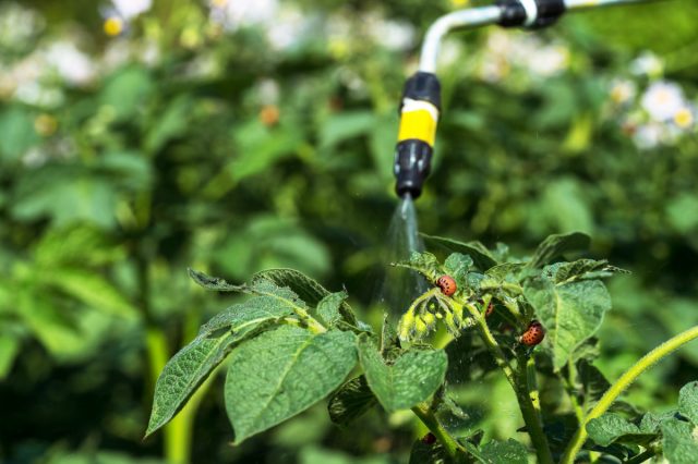 Любые отклонения от дозировок или сроков могут существенно снизить общую результативность обработок.