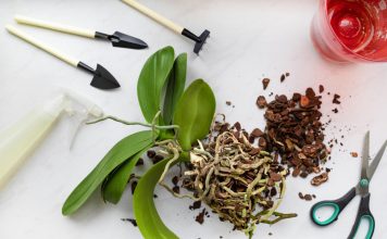 12 шагов к идеальному фаленопсису: самое полное руководство 12 шагов к идеальному фаленопсису: самое полное руководство