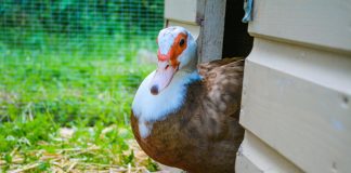 Индоутки и утки: сравнение, плюсы и минусы - Животные Индоутки и утки: сравнение, плюсы и минусы.